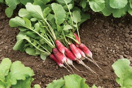 French Breakfast Radish Seeds Fast Harvest Fresh Fast Shipping - $3.98