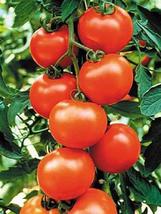 25 Seeds Sweet Clustered Red Tomato Seeds - £21.92 GBP