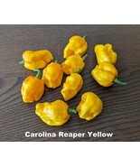 SEED- Hot Pepper Yellow Carolina Reaper Hottest Super Hot Rare Unique Color - €5,65 EUR+