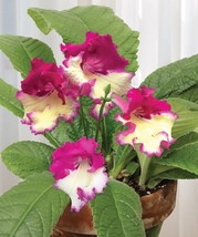 15 Seeds Cape Primrose Wow House Plant Garden Flowers Fresh USA Fast Shi... - £12.76 GBP