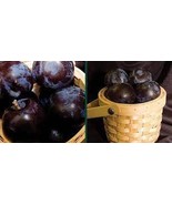 Black Plum Prunus 'Lydecker' Fruit 20 Seeds - $10.92