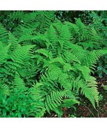 10 Hay Scented Fern clumps Dennstaedtia punctilobula - $16.95