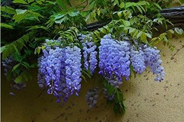 20Seeds Sky Blue Moon Wisteria Tree Seeds Potted Flower Seeds Ornamental Plants  - £8.59 GBP