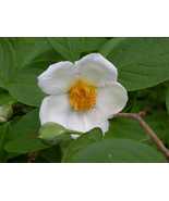 10 Seeds Japanese Stewartia, Stunning Summer, Flowering Tree - $20.95