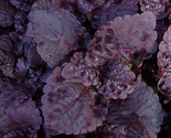 Black Purple Coleus / Black Prince / Year Round Planting / 10 / Ts - $4.93