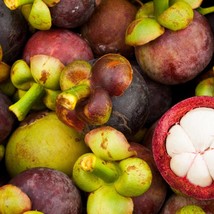 Mangosteen Seed/ Garcinia Mangostana USA SELLER - $17.58