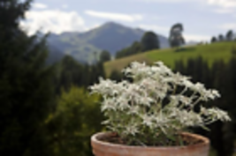 Edelweiss Herb 200+  Seeds (Leontopodium Alpinum) - £9.36 GBP