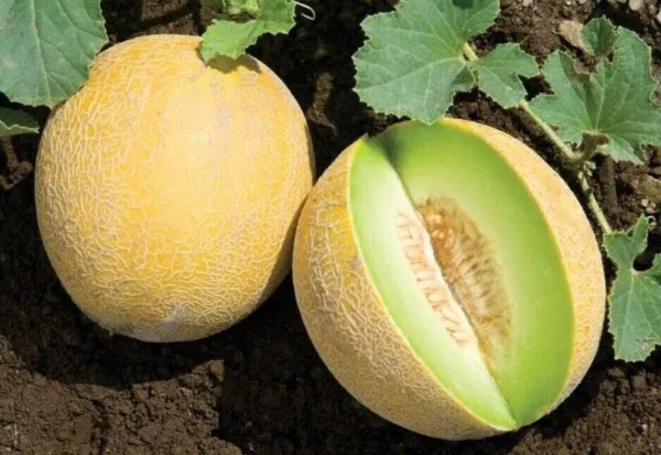 Fresh New Sky Rocket Melon Fast Growing Sweet Tasting Farm 25 Seeds - $13.00