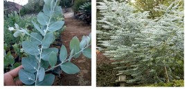 Live Plant 4-6 inch- Silver Dollar Eucalyptus - Eucalyptus cinerea -Argyle Apple - £29.46 GBP