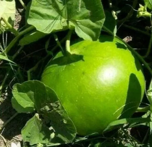LWS 5 + Giant Bushel Gourd Fruit Garden Planting 100 Seeds Fast Shipping - $177.47 MXN