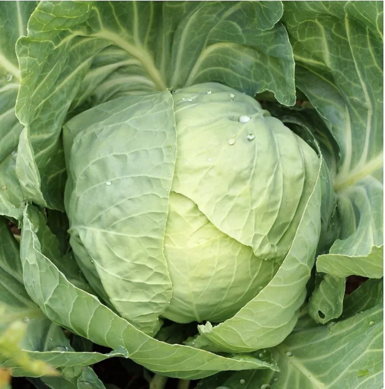 G_S Early Round Dutch Cabbage Seeds Heirloom Organic - £2.97 GBP