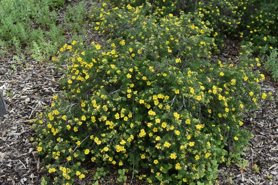 POTENTILLA &#39;GOLDFINGER&#39; - SHRUBBY CINQUEFOIL - PLANT - $18.99