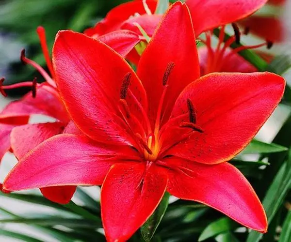 Fresh (2) Spectacular Red Asiatic Lily Bulbs Flowering Perennial Year After Year - £24.44 GBP