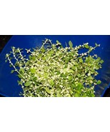 MX 200 Polpala Aerva Lanata Tengappu Keerei Nagajihva Seeds Grown Seeds ... - $16.57 CAD