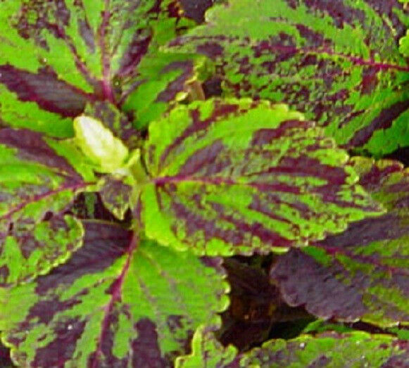 Coleus Seeds Jazz Marble 50 Coleus Seeds Plant Seeds Starts Nursery Garden USA - £7.51 GBP