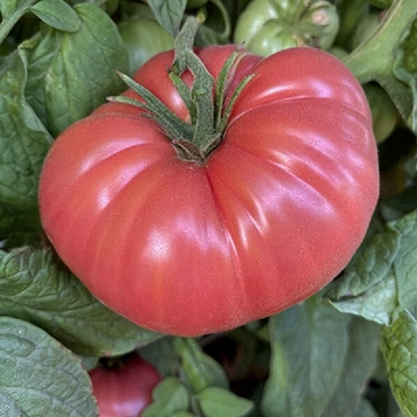 50 Seeds Mexico Tomato Tomatoe Vegetable Garden Edible Canning - $5.18