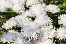 Garden Store 30 Seeds White Needle Aster Callistephus Chinensis Unicom Flower - £7.13 GBP