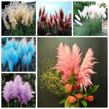 Pampas Garss Seed 400 Pampas Garss Seeds Cortaderia Selloana Ornamental Flowers - £6.02 GBP