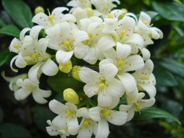 1 Pack 200 Seeds Real Murraya Paniculata White Orange Jasmine Kamuning Seeds Hed - £17.41 GBP