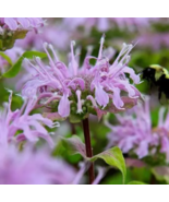 MBK 500 Seeds Bee Balm Wild Bergamot Perennial Beneficial Hummingbirds N... - $9.55