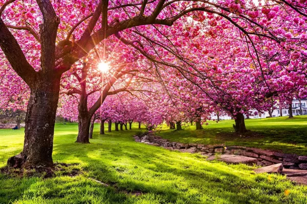 25 Japanese Flowering Cherry Blossom Seeds Usa Seller - £19.90 GBP