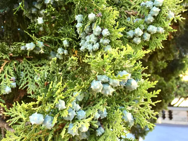 15 Blue Cone Arborvitae Seeds Thuja Orientalis &#39;Blue Cone&#39; USA Seller - £6.90 GBP