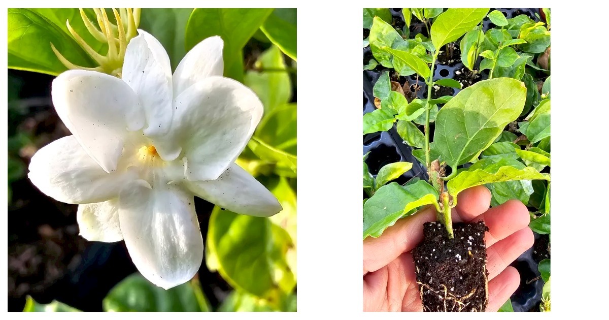 3 TO 5" TALL JASMINE SAMBAC STARTER WELL ROOTED LIVE PLANT ~SUPER FRAGRANT - $29.99