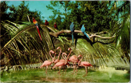 Flamingos and Macaws at Miamis Parrot Jungle Bird Postcard Posted 1956 - £5.49 GBP