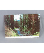 Vintage Postcard - Freeway Through the Redwoods - Continental Card - $15.00