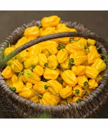 PSStore 20 Sweet Yellow Habanero Pepper Vegetable Seeds - $13.26 CAD