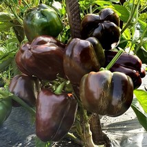 KKG Chocolate Bell Sweet Fresh Garden - $7.89