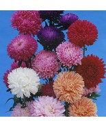 New Fresh Seeds Aster Dwarf Queen Mix Seeds - $284.72 MXN