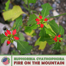 HS 10 Fire on the Mountain Seeds, Euphorbia cyathophor, Wild Poinsettia - £7.03 GBP