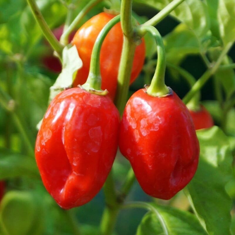 SEPTH 25 ct Caribbean Habanero Pepper Seeds, NON-GMO, Heirloom, - $2.54