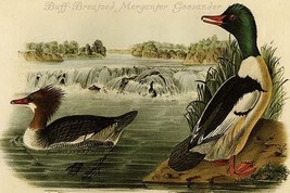 Buff-Breasted Merganter Goosander by John James Audubon - Art Print - £17.42 GBP+