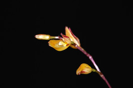 Pleurothallis Microphylla Micro Miniature Orchid Mounted - £30.66 GBP