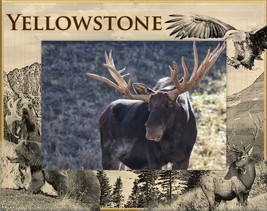 Yellowstone National Park Wildlife Laser Engraved Wood Frame Landscape (4 x 6)  - £23.96 GBP