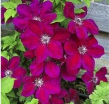 USA SELLER 100Pcs Clematis Vine Flower Seeds Purplish Red Color Fast Shipping - $16.18