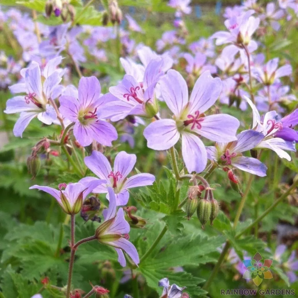 25 Prelude Geranium Seeds Fresh Seeds USA - $9.96