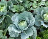 400 Cabbage Seeds All Season Heirloom Non Gmo Fresh Fast Shipping - $8.99