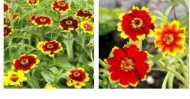 600 Seeds! Zinnia CHIPPENDALE DAISY Petite Flowers Gardening Pollinators Seeds  - £21.52 GBP