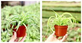 4” Pot Curly Spider Plant Chlorophytum Comosum &#39;Bonnie&#39; Live Houseplant  - $38.99