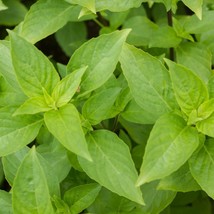 Mrs. Burns Lemon Basil Seeds 300 Citrus Herb Ocimum Basilicum Usa Fresh Garden - £5.69 GBP