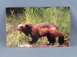 Vintage Postcard - Wolverine in a Field - Dexter Press - £11.20 GBP