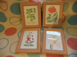 Four  Water Colours  Botany  Floral  Theme Unsigned But by Artist S.W - £19.41 GBP