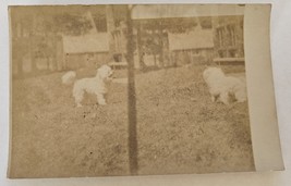 White Dog Pet RPPC Real Photo Postcard circa 1920 - $19.79