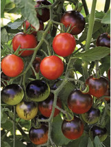 Best 50 Seeds Midnight Snack Tomato Hybrid Vegetable Garden Planting Tomatoe USA - £3.92 GBP