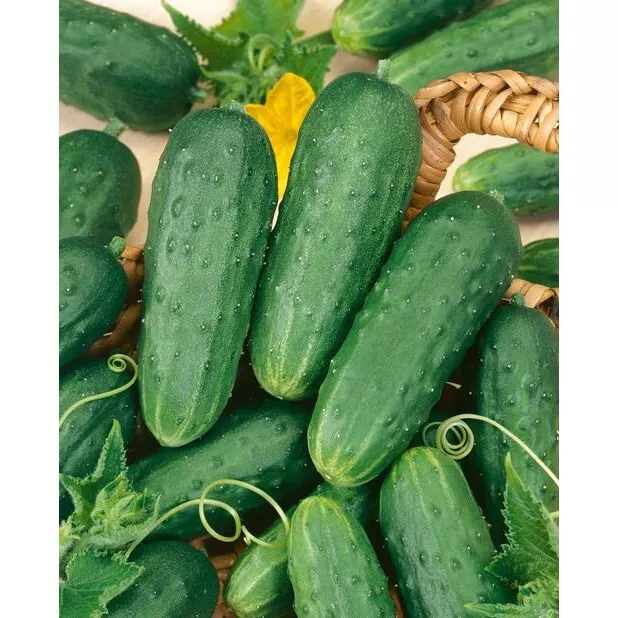 Boston Pickling Cucumber Seeds (Pickling) Non-GMO USA Seller 50 Seeds - £5.59 GBP