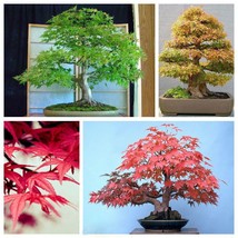 20 Maple Seeds Maple Tree Seed Ornamental Bonsai Tree - $4.05