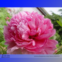  Heirloom &#39;Ping Shi Yan&#39; Large Red Tree Peony Flower 5 Light E3199 Seeds - $6.00